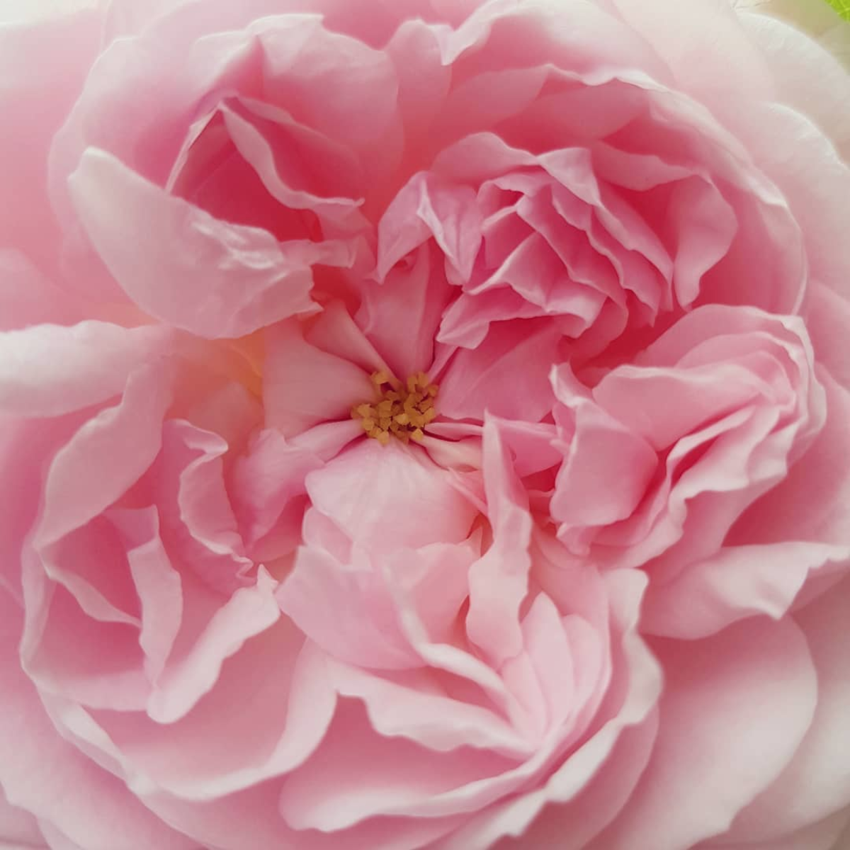 Il tempo della fioritura